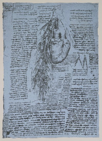 O coração e as artérias brônquicas, fac-símile do livro de Windsor (caneta e tinta no papel) de Leonardo da Vinci