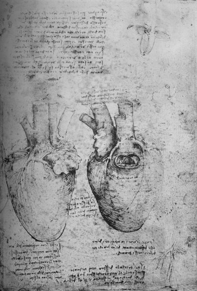 Dois Desenhos do Coração, c1480 1945 de Leonardo da Vinci