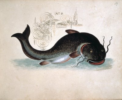 Acrescentar 6458 f.39 Catfish de Leonhard Baldner