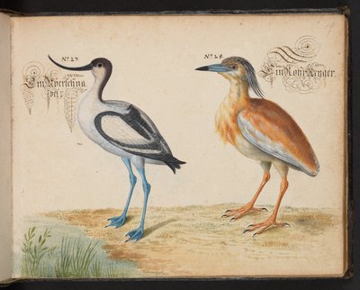 Adicionar 6485 f.19 Avocet e Squacco Heron de Leonhard Baldner