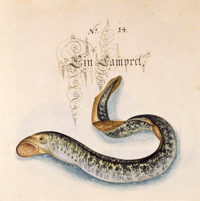 Adicionar 6485 f.50 Sea Lamprey de Leonhard Baldner