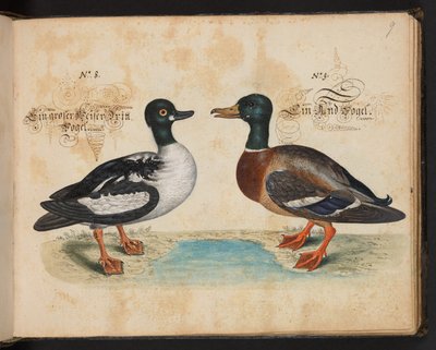 "Uma descrição e Delineação natural exacta das aves aquáticas, peixes, animais de quatro pés, insectos e vermes, que se encontram nas águas de Estrasburgo [Estrasburgo], que eu próprio matei e tratei. Leonard Baldner, Fisher and Citizen in Strassburg", c de Leonhard Baldner