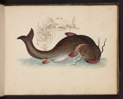 "Uma descrição e Delineação natural exacta das aves aquáticas, peixes, animais de quatro pés, insectos e vermes, que se encontram nas águas de Estrasburgo [Estrasburgo], que eu próprio matei e tratei. Leonard Baldner, Fisher and Citizen in Strassburg", c de Leonhard Baldner