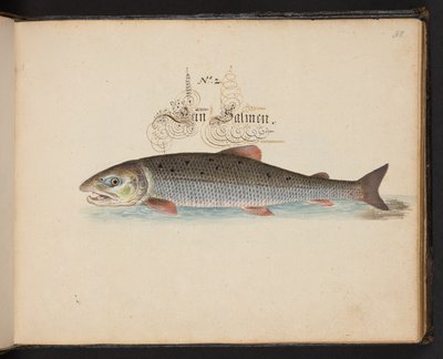 "Uma descrição e Delineação natural exacta das aves aquáticas, peixes, animais de quatro pés, insectos e vermes, que se encontram nas águas de Estrasburgo [Estrasburgo], que eu próprio matei e tratei. Leonard Baldner, Fisher and Citizen in Strassburg", c de Leonhard Baldner