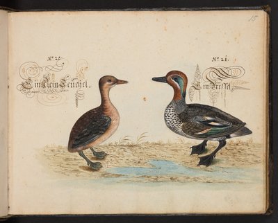 "Uma descrição e Delineação natural exacta das aves aquáticas, peixes, animais de quatro pés, insectos e vermes, que se encontram nas águas de Estrasburgo [Estrasburgo], que eu próprio matei e tratei. Leonard Baldner, Fisher and Citizen in Strassburg", c de Leonhard Baldner