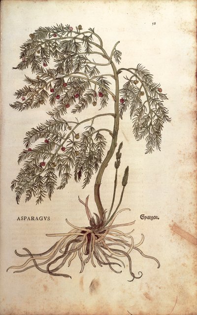 Asparagus (Asparagus officinalis) de Leonhart Fuchs de De historia stirpium commentarii insignes (Notable Commentaries on the History of Plants) gravura colorida de Leonhard Fuchs