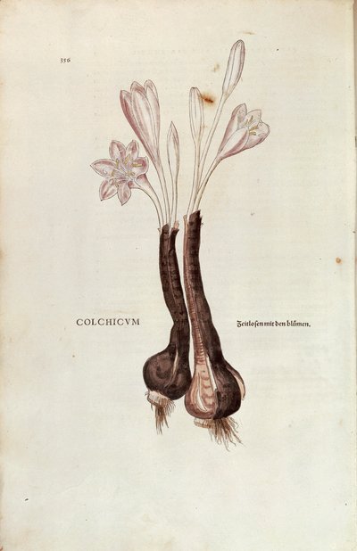 Autumn crocus (Colchicum autumnale) de Leonhart Fuchs de De historia stirpium commentarii insignes (Notable Commentaries on the History of Plants), gravura colorida de Leonhard Fuchs