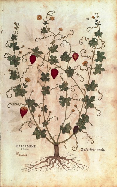 Balsam apple (Momordica balsamina) de Leonhart Fuchs da De historia stirpium commentarii insignes (Notable Commentaries on the History of Plants), gravura colorida de Leonhard Fuchs