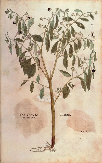 Belladonna - Atropa belladonna (Solanum somniferum) de Leonhart Fuchs de De historia stirpium commentarii insignes (Notable Commentaries on the History of Plants) gravura colorida de Leonhard Fuchs