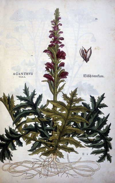 Placa botânica: Acanthus ou Acanthus - in "De Historia Stirpium commentarii insignias" de Leonhart Fuchs de Leonhard Fuchs
