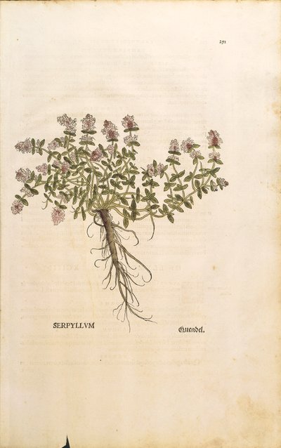 Breckland ou tomilho selvagem (Thymus serpyllum), gravura colorida de Leonhart Fuchs de Leonhard Fuchs