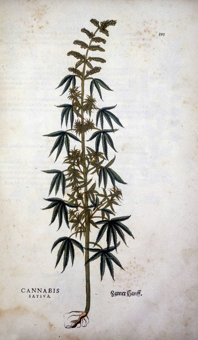 Cannabis Sativa (Cultivo de cânhamo) - em "De Historia Stirpium commentarii insígnia" de Leonhart Fuchs de Leonhard Fuchs