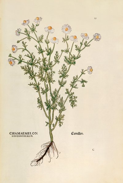 Camomila - Matricaria chamomilla (Chamaemelum leucanthemum) de Leonhart Fuchs de De historia stirpium commentarii insignes (Notable Commentaries on the History of Plants), gravura colorida de Leonhard Fuchs
