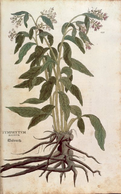 Comfrey - Symphytum officinale (Symphytum magnus) de Leonhart Fuchs de De historia stirpium commentarii insignes (Notable Commentaries on the History of Plants), gravura colorida de Leonhard Fuchs