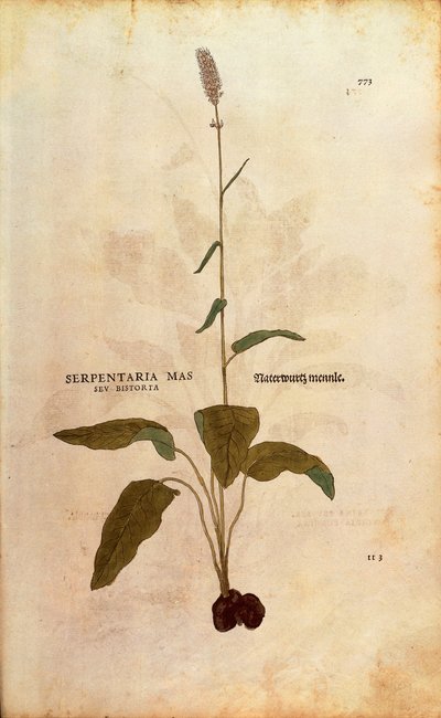 Bistorta comum - Persicaria bistorta ou Bistorta polygonum (Serpentaria mas sua bistorta) por Leonhart Fuchs de De historia stirpium commentarii insignes (Notable Commentaries on the History of Plants) gravura colorida de Leonhard Fuchs