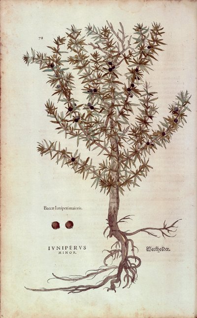 Juniperus communis (Juniperus minor) de Leonhart Fuchs de De historia stirpium commentarii insignes (Notable Commentaries on the History of Plants) gravura colorida de Leonhard Fuchs