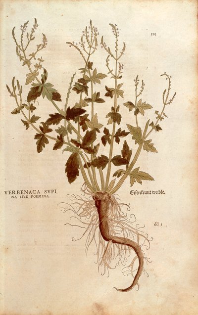 Vervain ou Verbena comum - Verbena officinalis (Verbenaca supina sive foemina) de Leonhart Fuchs de De historia stirpium commentarii insignes (Notable Commentaries on the History of Plants) gravura colorida de Leonhard Fuchs