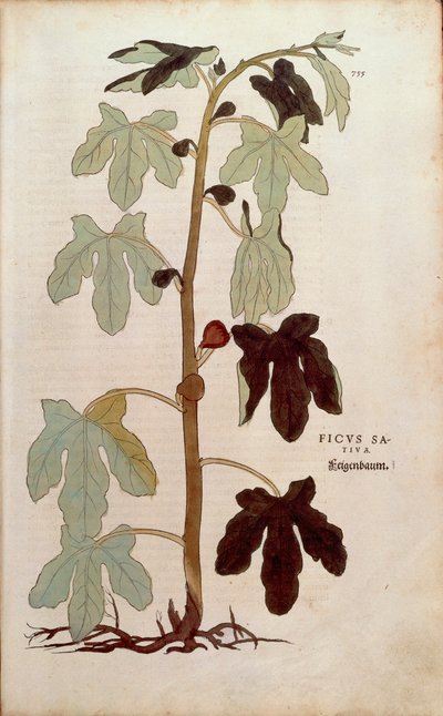 Figo comum - Ficus carica (Ficus sativa) de Leonhart Fuchs de De historia stirpium commentarii insignes (Notable Commentaries on the History of Plants), gravura colorida de Leonhard Fuchs