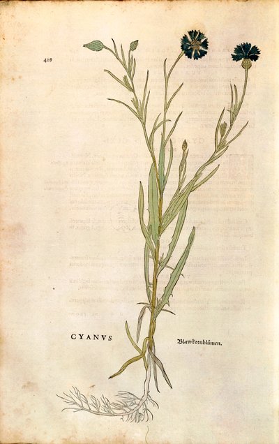 Cornflower (Centaurea cyanus)de Leonhart Fuchs da De historia stirpium commentarii insignes (Notable Commentaries on the History of Plants), gravura colorida de Leonhard Fuchs