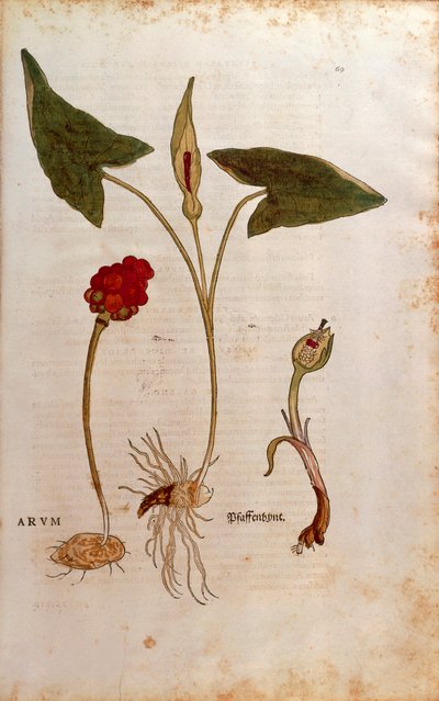 Cuckoo Pint ou Lords-and-Ladies italianos - Arum italicum (Arum) de Leonhart Fuchs de De historia stirpium commentarii insignes (Notable Commentaries on the History of Plants), gravura colorida de Leonhard Fuchs