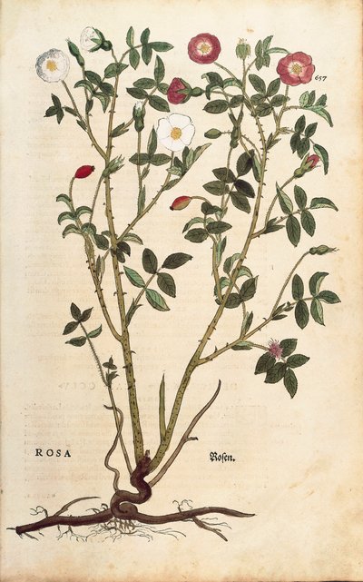 Evergreen rose (Rosa sempervirens)de Leonhart Fuchs da De historia stirpium commentarii insignes (Notable Commentaries on the History of Plants), gravura colorida de Leonhard Fuchs