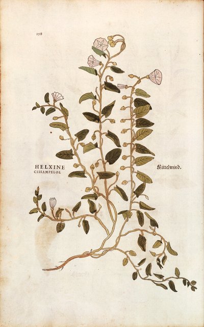 Field bindweed - Convolvulus arvensis (Helxine cissampelos) de Leonhart Fuchs de De historia stirpium commentarii insignes (Notable Commentaries on the History of Plants) gravura colorida de Leonhard Fuchs