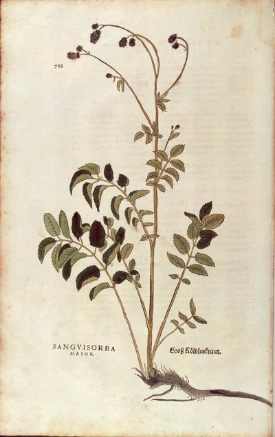 Grande Burnet - Sanguisorba officinalis (Sanguisorba major) de Leonhart Fuchs de De historia stirpium commentarii insignes (Notable Commentaries on the History of Plants) gravura colorida de Leonhard Fuchs