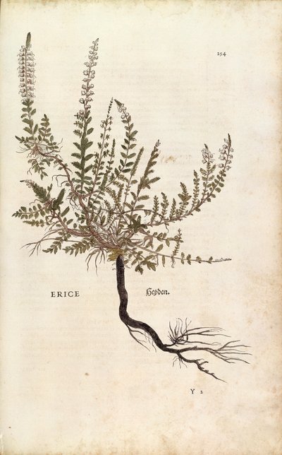 Heather - Calluna vulgaris (Erice) de Leonhart Fuchs de De historia stirpium commentarii insignes (Notable Commentaries on the History of Plants), gravura colorida de Leonhard Fuchs
