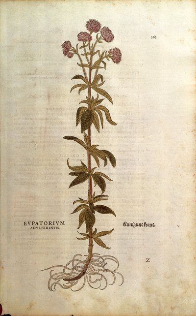 Hemp-agrimony - Eupatorium cannabinum (Eupatorium adulterinum) de Leonhart Fuchs de De historia stirpium commentarii insignes (Notable Commentaries on the History of Plants), gravura colorida de Leonhard Fuchs