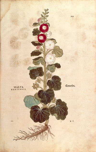 Hollyhock - Malvaceae - Alcea (Malva hortensis) de Leonhart Fuchs de De historia stirpium commentarii insignes (Notable Commentaries on the History of Plants) gravura colorida de Leonhard Fuchs