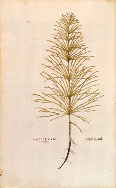 Cavalinha - Equisetum arvense (Equisetum longius) de Leonhart Fuchs de De historia stirpium commentarii insignes (Notable Commentaries on the History of Plants), gravura colorida de Leonhard Fuchs