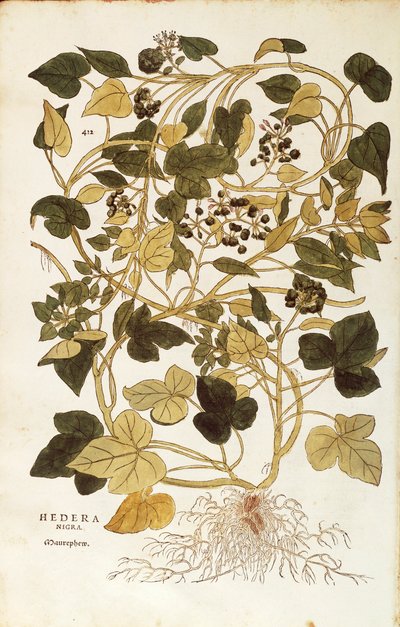Ivy (Hedera helix nigra aurea) de Leonhart Fuchs de De historia stirpium commentarii insignes (Notable Commentaries on the History of Plants), gravura colorida de Leonhard Fuchs