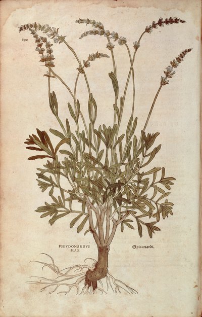 Lavanda - Lavandula spica (Pseudonardus mas) de Leonhart Fuchs de De historia stirpium commentarii insignes (Notable Commentaries on the History of Plants), gravura colorida de Leonhard Fuchs