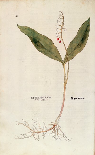 Lírio do Vale - Convallaria majalis (Ephemerum non letale) de Leonhart Fuchs de De historia stirpium commentarii insignes (Notable Commentaries on the History of Plants), gravura colorida de Leonhard Fuchs