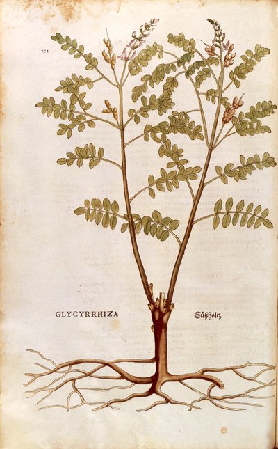 Alcaçuz ou alcaçuz (Glycyrrhiza glabra) de Leonhart Fuchs de De historia stirpium commentarii insignes (Notable Commentaries on the History of Plants) gravura colorida de Leonhard Fuchs