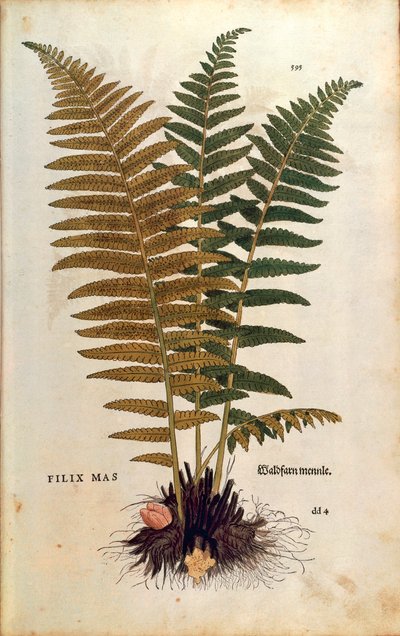 Feto macho (Dryopteris filix-mas) de Leonhart Fuchs de De historia stirpium commentarii insignes (Notable Commentaries on the History of Plants) gravura colorida de Leonhard Fuchs