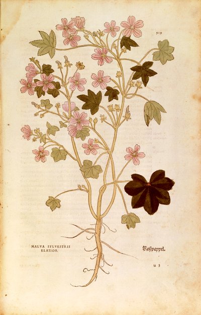 Mallow (Malva sylvestris elatior) de Leonhart Fuchs da De historia stirpium commentarii insignes (Notable Commentaries on the History of Plants), gravura colorida de Leonhard Fuchs