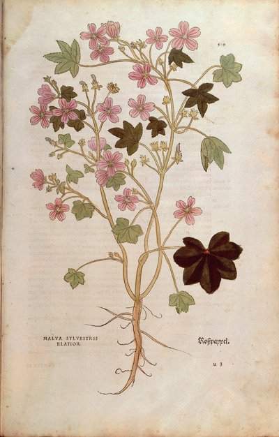 Mallow (Malva sylvestris elatior) de Leonhart Fuchs da De historia stirpium commentarii insignes (Notable Commentaries on the History of Plants), gravura colorida de Leonhard Fuchs