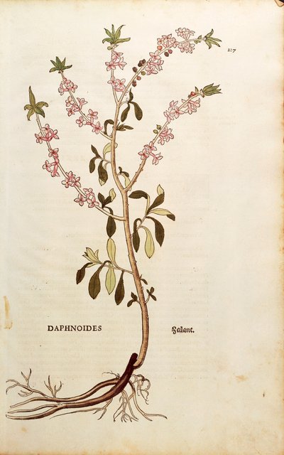Mezereon - Daphne mezereum (Daphnoides)de Leonhart Fuchs de De historia stirpium commentarii insignes (Notable Commentaries on the History of Plants), gravura colorida de Leonhard Fuchs