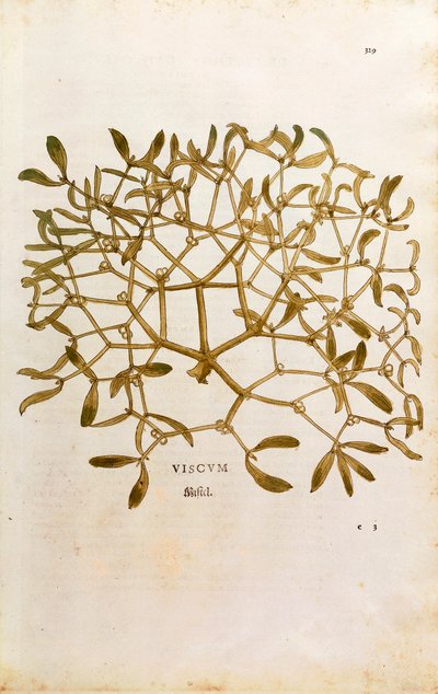 Mistletoe (Viscum album) de Leonhart Fuchs de De historia stirpium commentarii insignes (Notable Commentaries on the History of Plants) gravura colorida de Leonhard Fuchs