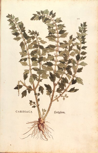 Motherwort (Leonurus cardiaca) de Leonhart Fuchs de De historia stirpium commentarii insignes (Notable Commentaries on the History of Plants) gravura colorida de Leonhard Fuchs