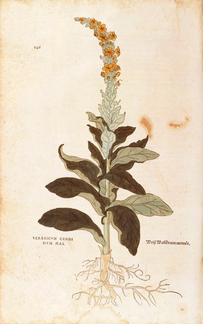 Mullein - Verbascum Thapsus (Verbasco candidum mas) de Leonhart Fuchs da De historia stirpium commentarii insignes (Notable Commentaries on the History of Plants), gravura colorida de Leonhard Fuchs
