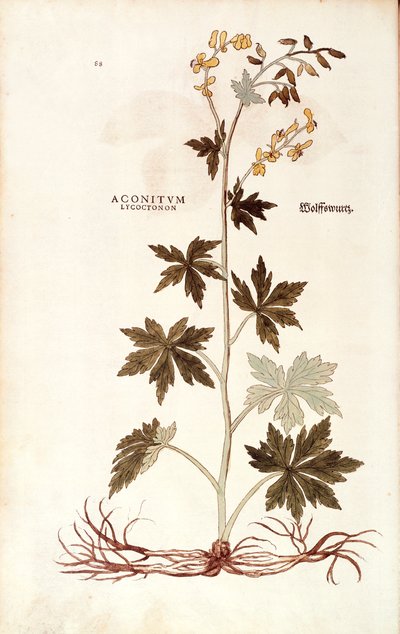 Northern Wolfsbane (Aconitum lycoctonum) de Leonhart Fuchs de De historia stirpium commentarii insignes (Notable Commentaries on the History of Plants), gravura colorida de Leonhard Fuchs