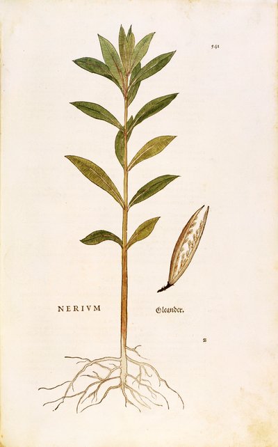 Oleandro (Nerium oleander) de Leonhart Fuchs de De historia stirpium commentarii insignes (Notable Commentaries on the History of Plants), gravura colorida de Leonhard Fuchs
