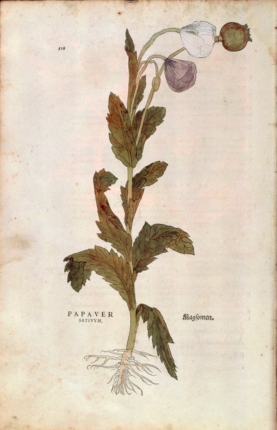 Papoila de ópio - Papaver somniferum (Papaver satiuum) de Leonhart Fuchs de De historia stirpium commentarii insignes (Notable Commentaries on the History of Plants), gravura colorida de Leonhard Fuchs