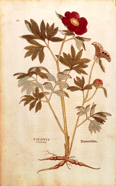 Peony - Paeonia officinalis (Paeonia foemina) de Leonhart Fuchs de De historia stirpium commentarii insignes (Notable Commentaries on the History of Plants), gravura colorida de Leonhard Fuchs