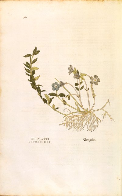 Periwinkle - Vinca minor (Clematis daphnoides) de Leonhart Fuchs de De historia stirpium commentarii insignes (Notable Commentaries on the History of Plants), gravura colorida de Leonhard Fuchs