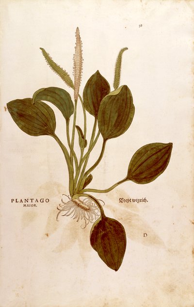 Plantain (Plantago major) de Leonhart Fuchs de De historia stirpium commentarii insignes (Notable Commentaries on the History of Plants) gravura colorida de Leonhard Fuchs