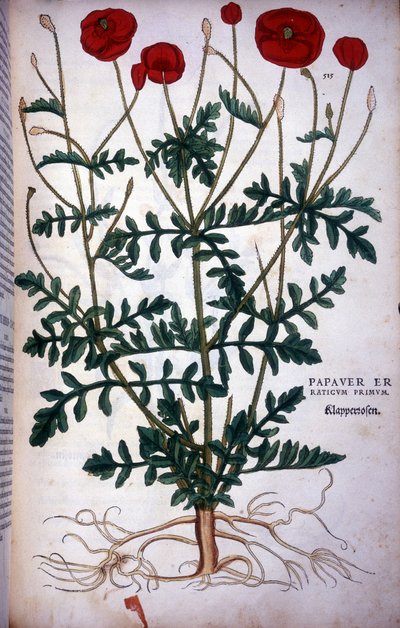Poppy in - in "De Historia Stirpium commentarii badges,..." de Leonhart Fuchs de Leonhard Fuchs