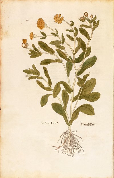 Calêndula officinalis (Caltha) de Leonhart Fuchs de De historia stirpium commentarii insignes (Notable Commentaries on the History of Plants) gravura colorida de Leonhard Fuchs